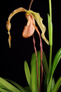 Phragmipedium Grande Gayle's Whimsy HCC/AOS 76 pts. Profile